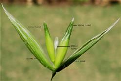 Opened spikelet